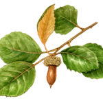 15. Quercus alnifolia дуб кипрский