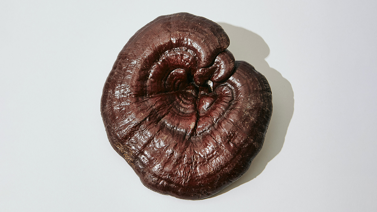 Рейши (Ganoderma lucidum)